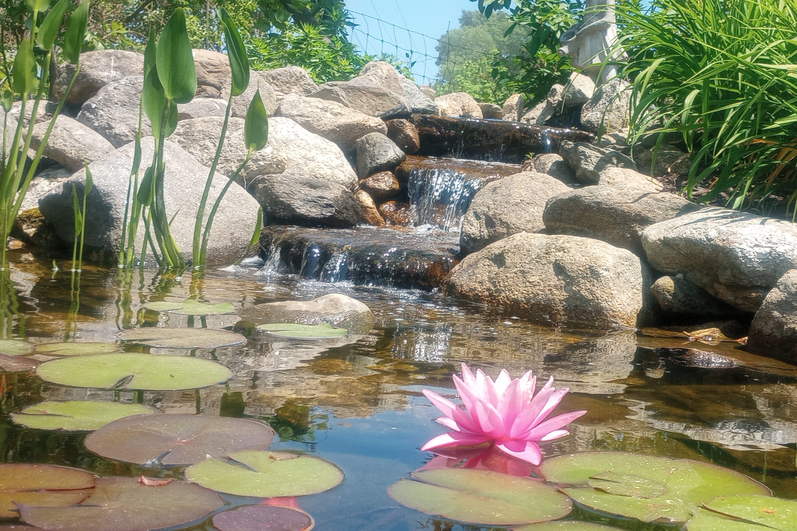 Premier Ponds offers Aquascape pond & fountainscape installation and services